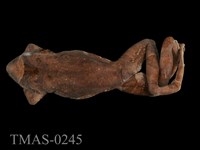 藏品(褐樹蛙)的圖片